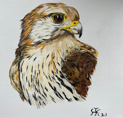 portrait-eines-turmfalken