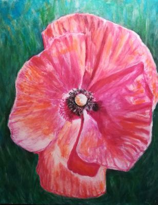 Poppy 3