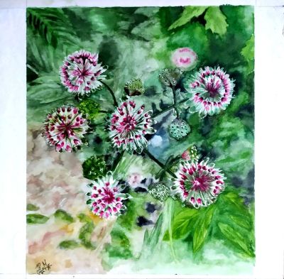 Astrantia
