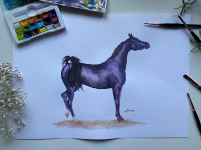 Arabian Horse