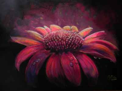 Echinacea purpurea in a ray of light