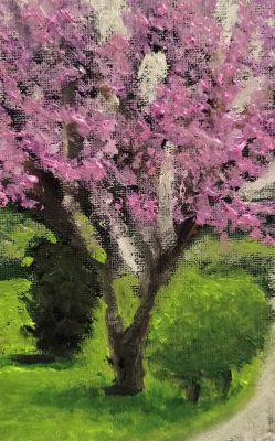 judas-tree
