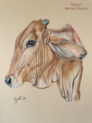junges Brahman-Rind
