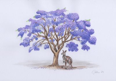 Jacaranda