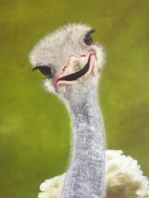 "Vogelstrauß"